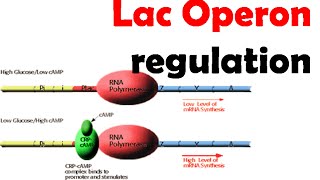 Lac operon regulation [upl. by Joanna225]