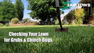 How to Check Your Lawn for Grubs and Chinch Bugs [upl. by Gierk999]