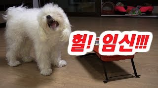 Maltese149탄말티즈 환타가 임신 했어요The puppy is pregnant [upl. by Onaivatco]