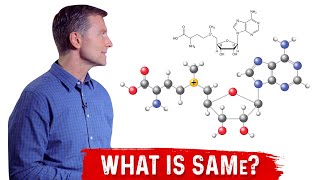 What is SAMe SAdenosylMethionine Explained By Dr Berg [upl. by Gnehp]