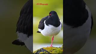 Oystercatcher nature short wildlife [upl. by Haret]