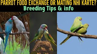 RINGNECK amp ALEXANDRINE PARROT FOOD Exchange OR Mating nhi Kar rhy  Breeding Tips amp info  By RDA [upl. by Ynez]