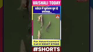 वडोदरा में खुलेआम घूम रहे मगरमच्छलोगों की जान पर खतरा shorts trending vadodara viralshorts [upl. by Thetis]