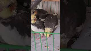 Sultan Papağanı yavruları Satilik İzmir shorts youtube subscribe video trending parrot new [upl. by Leacock]