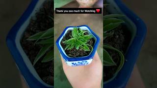 Easy Way To Propagate Spider plant 🪴 youtubeshorts subscribe FlowersloversChannel [upl. by Htiel261]