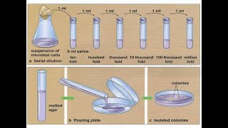 Serial dilutions and pour plate technique [upl. by Magnolia530]