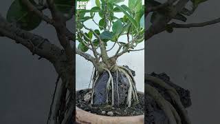 Ficus Benghalensisshorts bonsai bonsaitree [upl. by Luy182]