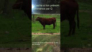 Ta race de vache si ton prénom commence par Q vaches animaux [upl. by Ahaelam967]