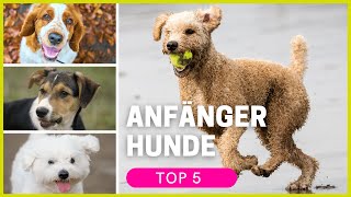 Top 5 Hunderassen für Anfänger in allen Größen [upl. by Anitteb588]