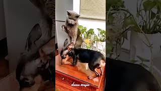 🐱 Funny Cats  Hilarious Cat Moments Compilation  Try Not to Laugh Challenge EP 817 [upl. by Nirak294]