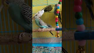 BUDGIES FIGHTING IN MINI COLONY AT HOME 🏡 birds budiges parrot budgielove vlog [upl. by Dinsdale296]