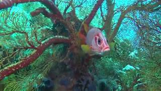 Diving Tubbataha reef  Philippines 2017 [upl. by Obeded]