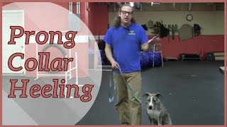 Prong Collar Heeling with Prong Collar Dance  How To Dog Training [upl. by Kenwood242]