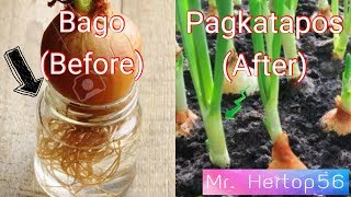 Paano Magtanim ng Sibuyas How To Plant Onion [upl. by Alram]