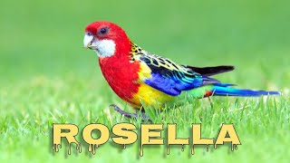 Eastern rosella singing [upl. by Ynnub]