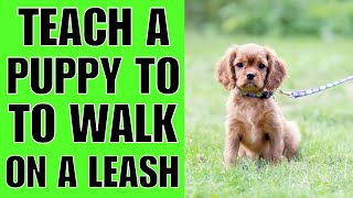 How To TEACH A Puppy To Walk On A Leash NOW [upl. by Wye]