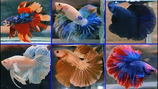 THAILAND IMPORTED BETTA FISH [upl. by Florida]