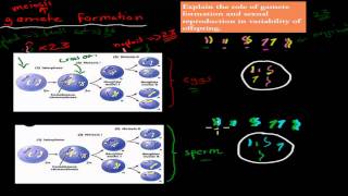 5 Gamete formation and sexual reproduction HSC biology [upl. by Carena]