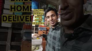 ONLINE PARROT BIRDS HOME DELIVERY ONLINE PARROT HOME DELIVERY ONLINE BIRDS HOME DELIVERY birds [upl. by Ybot]