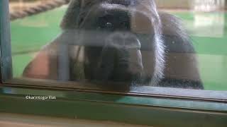 S2E019｜Monta watches visitors⎪Gorillas kept alone for many years⎪CHIBA ZOO⎪長い単独生活のゴリラたち⎪千葉市動物公園 [upl. by Adnil]