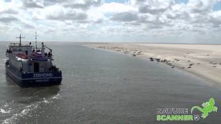 Vakantie op Ameland  Natuur zeehonden en fietsen op Ameland [upl. by Rosati]