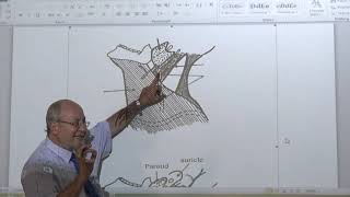 Anatomy of head amp neck 46  Sternomastoid and posterior triangle   by Dr Wahdan [upl. by Bully]