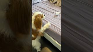 Cavalier King Charles spaniel thinks lightbulbs are toys [upl. by Ecnarwal]