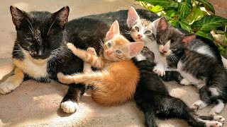 Kitten cute meowing  Kitten calling for mom  Cat play with dogs fishes chickens [upl. by Kiersten]