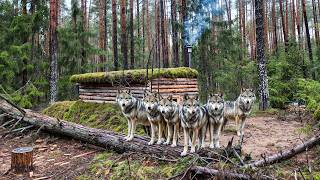 Surviving 48 Hours in a Log Cabin with 9 Wolves on My Trail [upl. by Arbmahs]