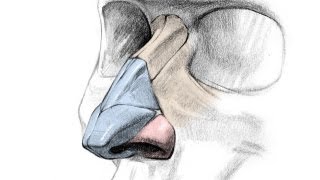 How to Draw a Nose  Anatomy and Structure [upl. by Yahsan446]