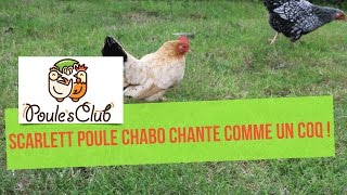 Poule qui chante comme un coq  Scarlett notre poule Chabo [upl. by Atiram174]