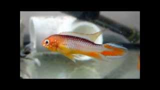 Apistogramma Agassizi Flame Red aka Fire Red [upl. by Yeroc]