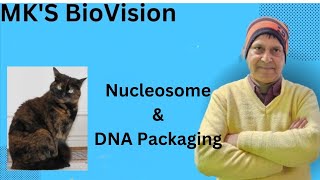 Nucleosome amp DNA Packaging [upl. by Thurman]