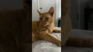 orange cat demands pets and gives the ‘tude viral cat cute cattitude orange [upl. by Gio]