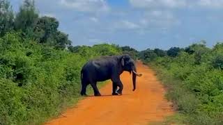 Tusk Elephant  Elephant  South Asian  Sri Lanka [upl. by Ashling]