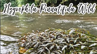 Hygrophila Pinnatifida Wild [upl. by Aikrahs999]