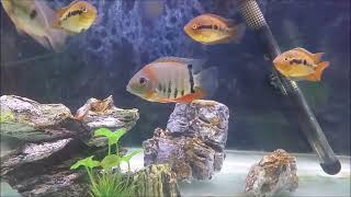 Top 8 centerpiece fish for community aquarium Best large fish for freshwater community tank [upl. by Josephine]