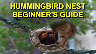 Hummingbird Nest Ultimate Beginners Guide [upl. by Binah171]