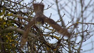 Sparrowhawk hunting at the bird feeder and eating Kobac lov Sparrowhawk attack [upl. by Amr]