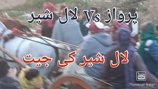 tanga race Lalsher vs Perwaz Horse lalashear won this race munsab k Hazro vlog Pakistan [upl. by Leinoto]