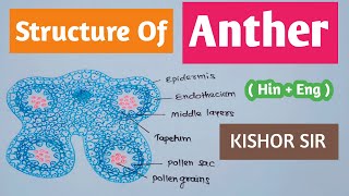 Structure of Anther and Microsporogenesis  Anther structure  Class 12  Bio  HinEng Kishor Sir [upl. by Clim3]