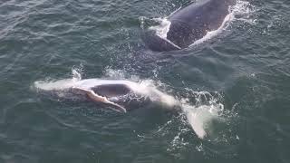 Whale Playtime in Cabo Ledo  2023 Angola [upl. by Selby748]