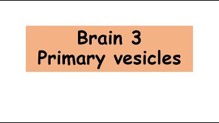 Primary brain vesicles anatomy biology Primary brain vesicles [upl. by Ellebana]