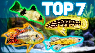 MY TOP 7 BEST AQUARIUM FISH FOR 20 GALLON AQUARIUMS [upl. by Cad90]