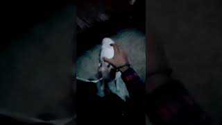 pavilion DOG😅  foryou funny comedy viralvideo viralshorts video sabloolhai pavilion [upl. by Eagle]