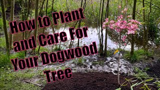 How to Plant and Care For Your Dogwood Tree [upl. by Ecnirp]