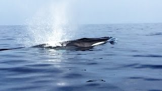 Ballenas rorcuales en Las Negras [upl. by Negyam821]