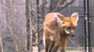 Maned Wolf at the Washington National Zoo [upl. by Halpern]