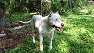 Pitbull Mix With Dogo Argentino [upl. by Burrell]