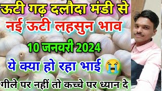 दलौदा मंडी आज का नई ऊटी लहसुन का भाव 10 जनवरी 2024 new ooty garlic rate today Daloda nai lahsun [upl. by Aratal966]